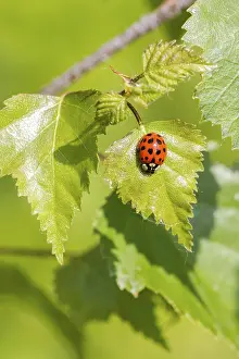 Nature Insect Images Drucke: Ladybird on a leaf close up