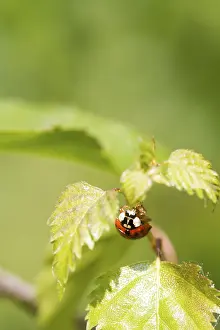 Insect Fauna Photography Drucke: Ladybird on a leaf close up