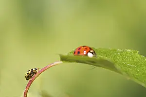 Nature Insect Images Drucke: Ladybird on a leaf close up