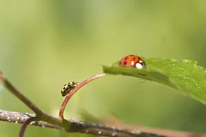 Insect Fauna Photography Drucke: Ladybird on a leaf close up
