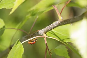 Nature Insect Images Drucke: Ladybird on a leaf close up