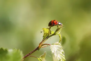 Animal Habitat Images Drucke: Ladybird on a leaf close up