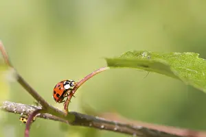 Insect Fauna Photography Drucke: Ladybird on a leaf close up