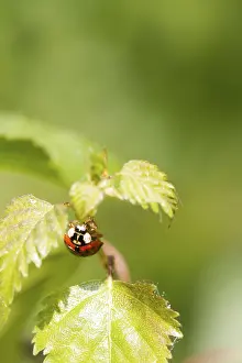 Insect Fauna Photography Drucke: Ladybird on a leaf close up