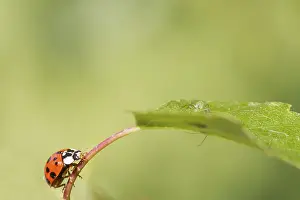 Insect Wildlife Pictures Drucke: Ladybird on a leaf close up