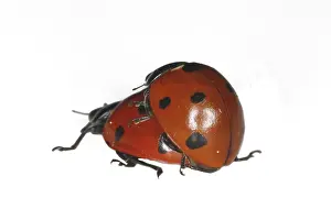 Drucke von Ladybird beim Paaren Marienkäfer Drucke: Läuschen beim Paaren