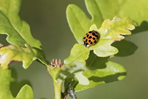 Ladybug auf einem Eichelblatt im Nahbereich.