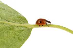 Wildlife Photography Details Drucke: Ladybug on a leaflet. Red bug on the grass
