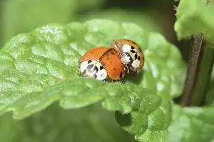 Nature Macro Photography Drucke: Ladybug, mating, beetle, macro