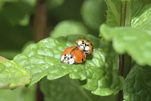 Animal Couple In Nature Drucke: Ladybug, mating, beetle, macro