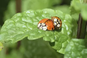 Macro Beetle Photography Drucke: Ladybug, mating, beetle, macro