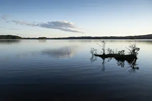 Scandinavian Lake Landscape Drucke: Lake in the evening, surrounded by forest