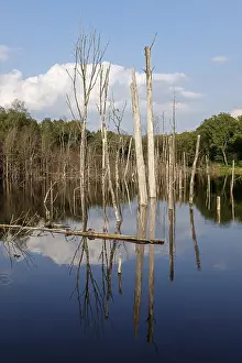 Environmental Damage Germany Drucke: Lake in a mining subsidence area