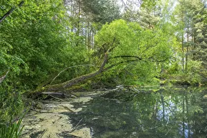 Bavaria Lake Drucke: Lake with reflection of the landscape
