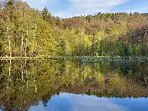 Spring Forest Landscape Drucke: Lake in spring, forest reflected on the shore