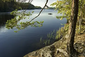 Drucke von Seeen umgeben von Kiefernwald, Isojaervi-Nationalpark, Finnland, Skandinavien See Drucke: Seealache umgeben von Kiefernwald.