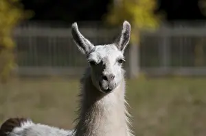 Uninhabited Island Drucke: Lama