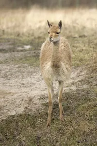 Drucke von Ein Lama in einem Lichtungen im Wild Lama Drucke: Ein Lama in einem Lichtungen im Wild.