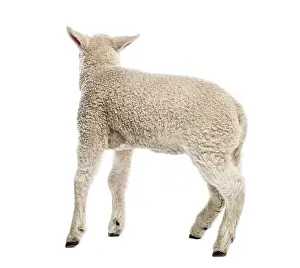 White Studio Background Animal Photo Drucke: Lamb (8 weeks old) isolated on white
