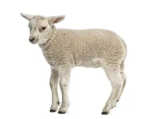 Cute Livestock Farming Drucke: Lamb (8 weeks old) isolated on white