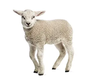 Young Livestock Farming Animal Drucke: Lamb (8 weeks old) isolated on white