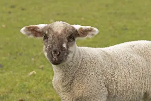 Young Livestock Farming Drucke: Lamb looking at camera, sheep willow