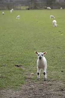 Domestic Sheep Breed UK Drucke: Lamb looking at camera, sheep willow