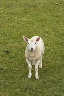 Domestic Sheep Breed UK Drucke: Lamb looking at camera, sheep willow