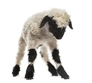 Cute Lamb Drucke: Lamb looking down in front of white background