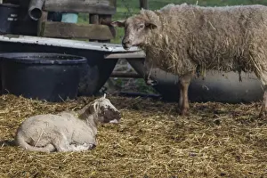 Drucke von Ein Lamm liegt und ein stehender Schaf auf Stroh, in einem ruhigen ländlichen Gebiet, Gemen, Münsterland, Deutschland Ein Lamm liegt und ein stehendes Schaf auf Stroh Schafe Drucke: Ein Lamm liegt und ein stehender Schaf auf Stroh.