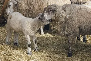 Young Livestock Farming Drucke: A lamb sniffs a sheep in a stray meadow