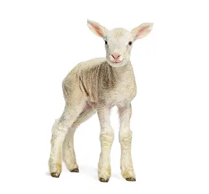 Lamb Looking At Camera Drucke: Lamb standing on white background and looking at camera