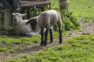 German Federal Republic Farm Animals Drucke: A lamb stands watchfully in front of a lying sheep on a path
