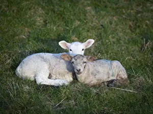 Young Livestock Farming Drucke: Two lambs lying close together in a meadow