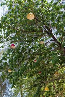 Asian Travel Photography Drucke: Lamps in a tree, lighting, light