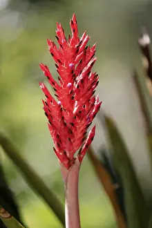 Uninhabited Flowering Plants Drucke: Lance bromeliad (Aechmea distichantha)