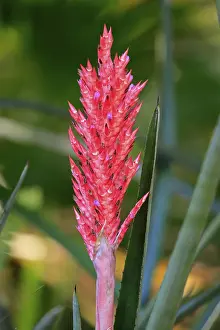 Poales Order Plants Drucke: Lance bromeliad (Aechmea distichantha)