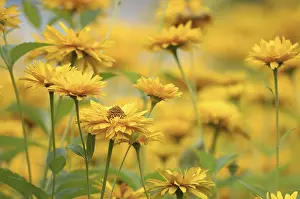 Asteraceae Family Flowers Drucke: Lanceleaf Coreopsis (Coreopsis grandiflora)
