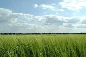 Barley Field Drucke: Landscape