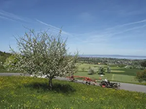 Blue Sky Landscape Photo Drucke: Landscape with blooming fruit tree
