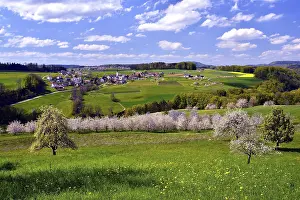 Rural Village Scene Drucke: Landscape with blossoming cherry trees