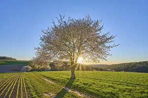 Cherry Blossom Landscape Drucke: Landscape, cherry tree, blossoms