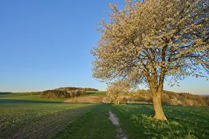 Cherry Blossom Landscape Drucke: Landscape, cherry tree, blossoms