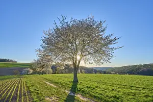 Cherry Blossom Landscape Drucke: Landscape, cherry tree, blossoms