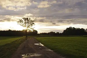 German Countryside Pictures Drucke: Landscape, clouds, trees, sunrise