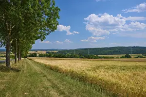 Row Of Trees Germany Drucke: Landscape with cornfields and row of trees under blue sky with scattered clouds