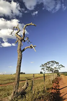 South American Flora Botany Drucke: Landscape with a crippled dead tree