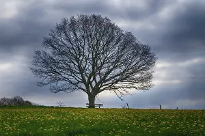 No People Landscape Photo Drucke: Landscape with dandelions