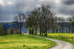 Gerahmter Druck : Landschaft mit Königskerzen. Gerahmter Druck : Landschaft mit Königskerzen.