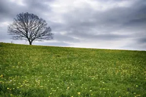 Open Air Landscapes Drucke: Landscape with dandelions